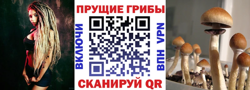 где можно купить   нарко площадка телеграм  Галлюциногенные грибы Psilocybe  Сунжа 