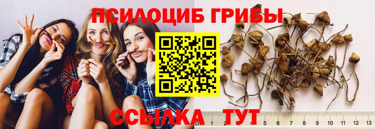 Сунжа  Галлюциногенные грибы Magic Shrooms  Вход с VPN 